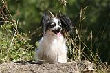 EPAGNEUL PAPILLON 180